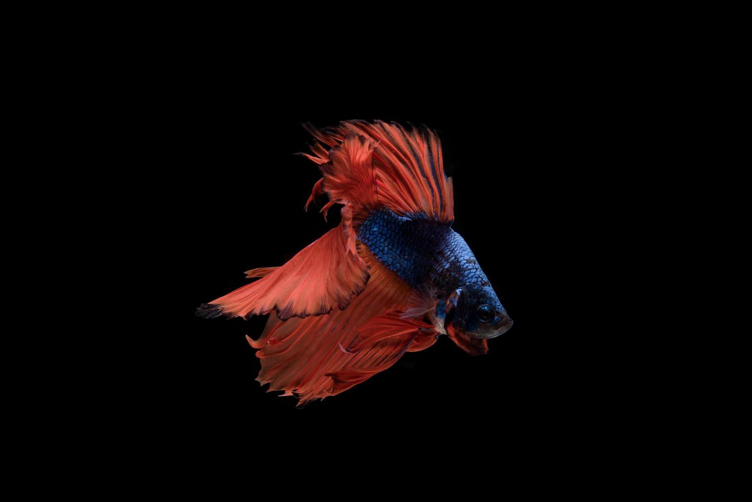 Beautiful colorful siamese betta fish photo