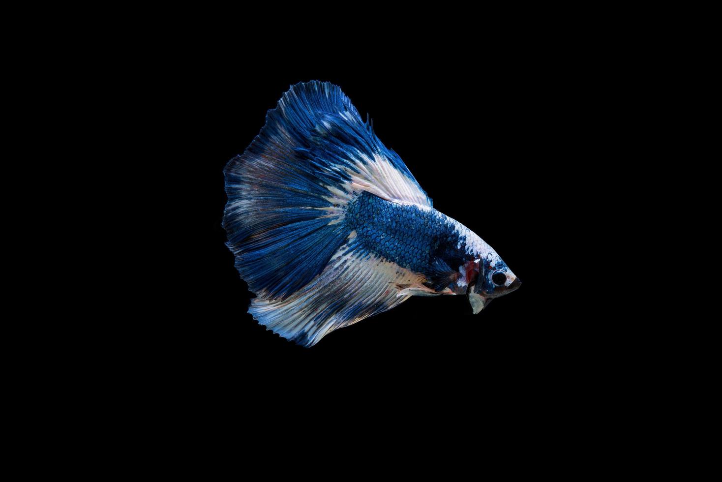 Hermoso colorido pez betta siamés foto