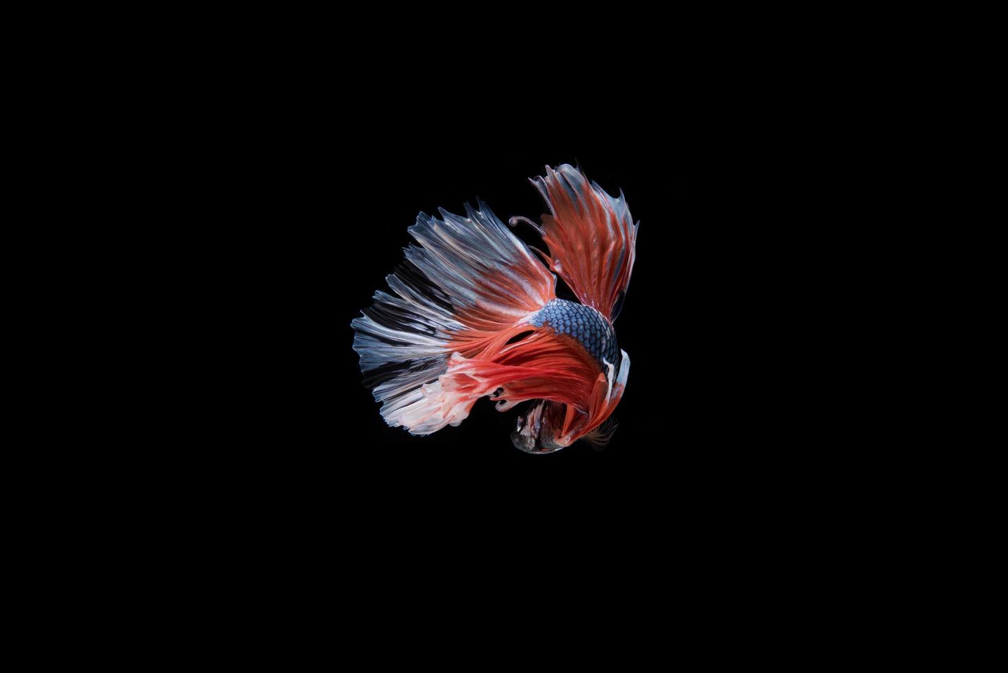 Hermoso colorido pez betta siamés foto