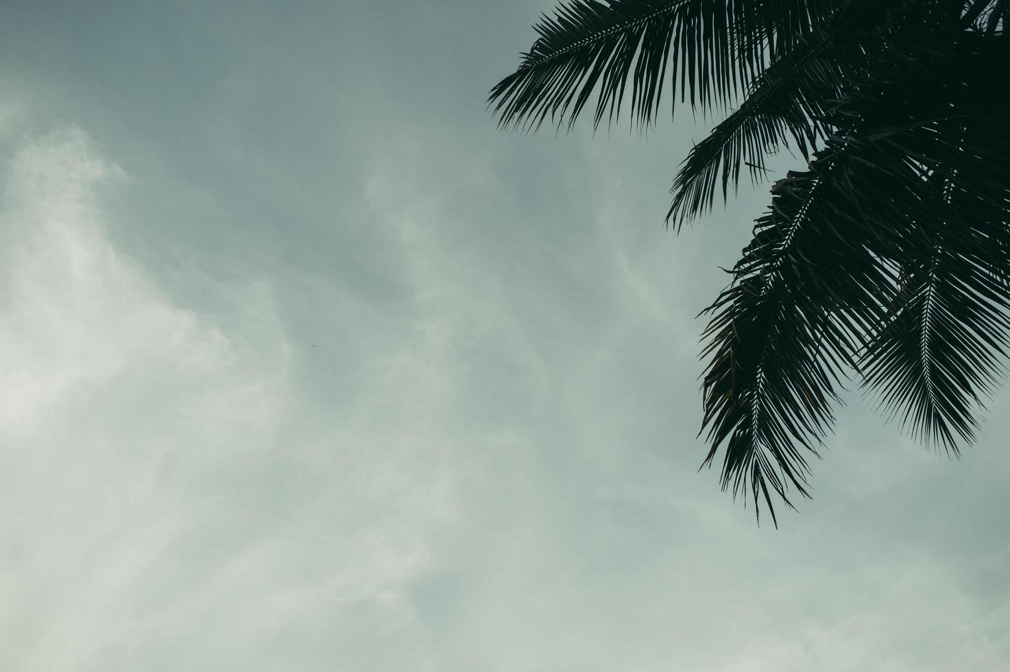 Coconut tree gardens in Thailand photo