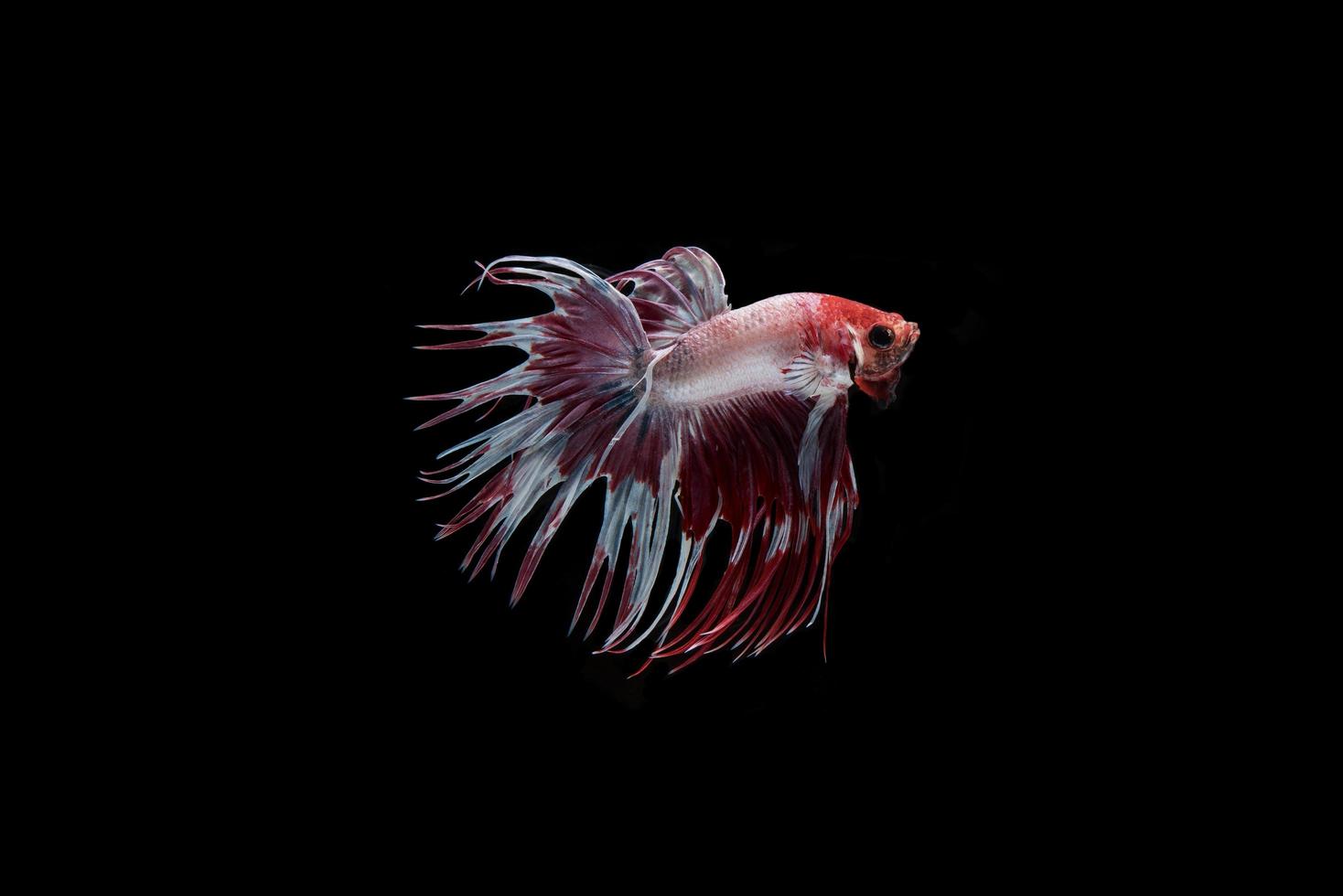 Hermoso colorido pez betta siamés foto