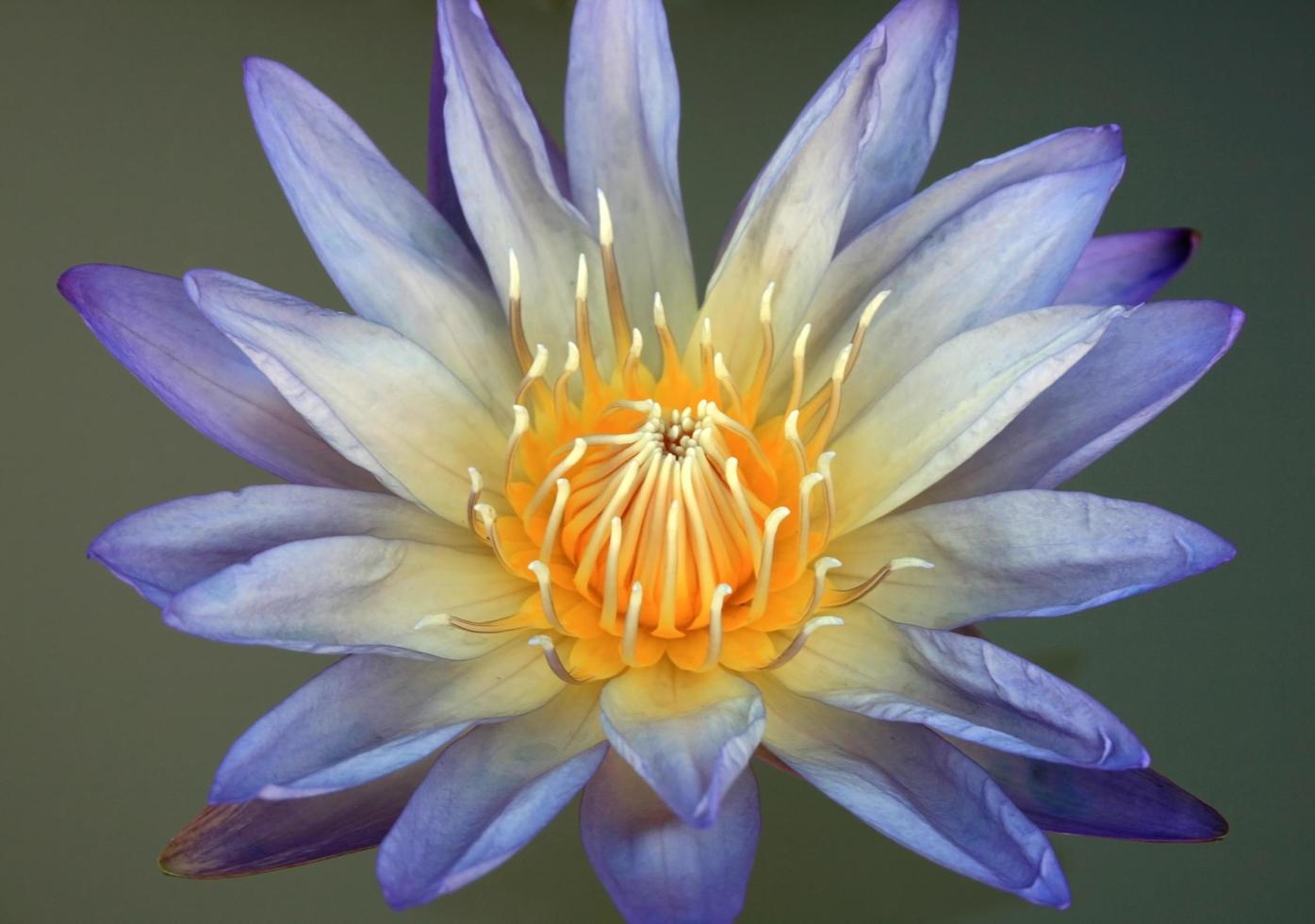 Blue lotus flower photo