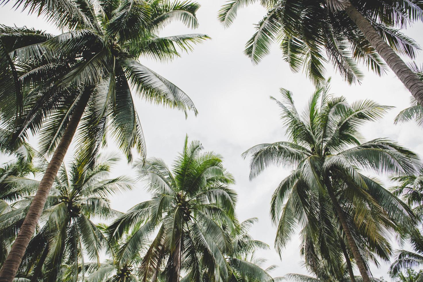 Coconut tree gardens in Thailand photo