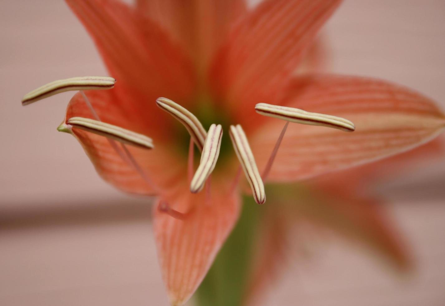 Red amaryllis flower photo