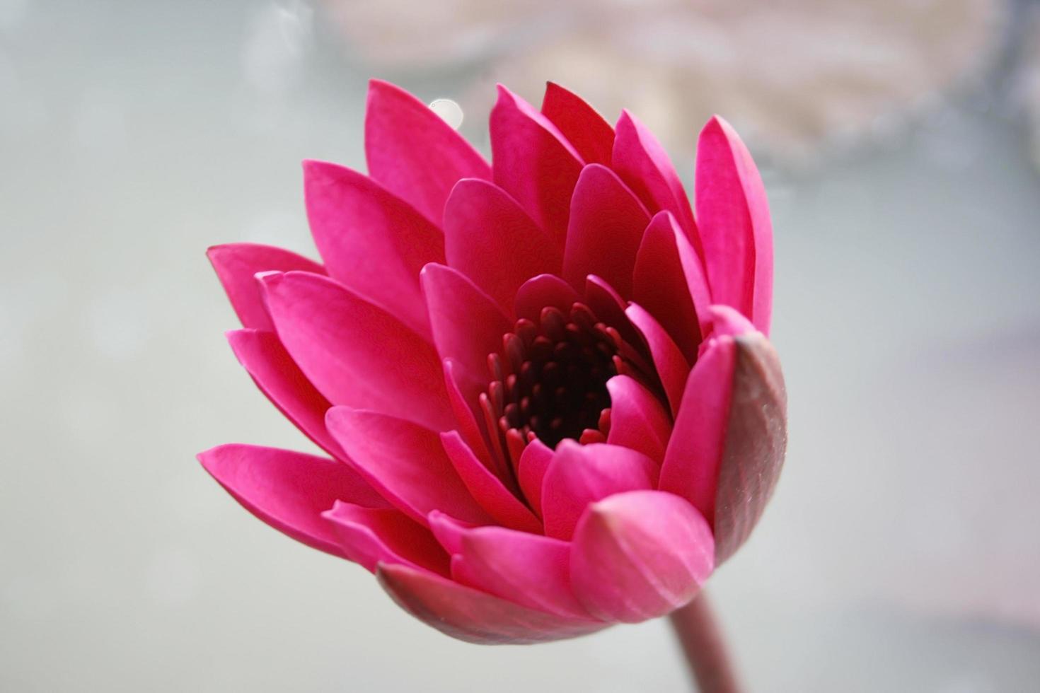 Bright pink waterlily flower photo