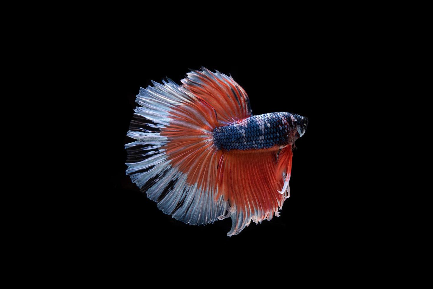 Hermoso colorido pez betta siamés foto