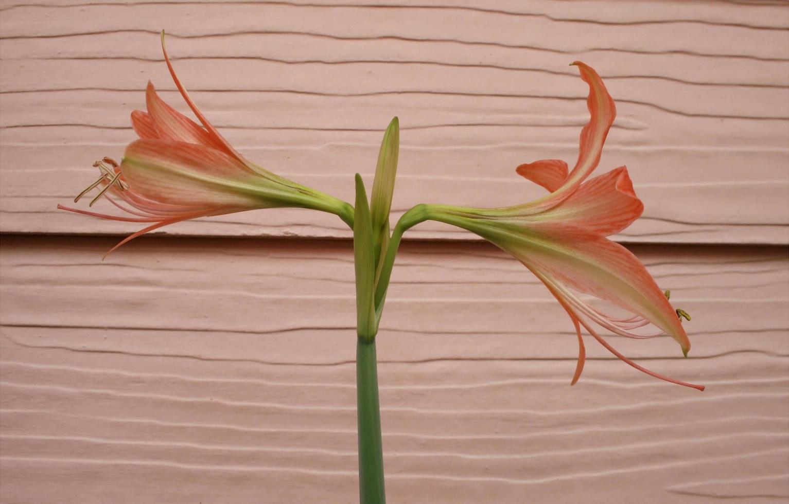 Two amaryllis flowers photo