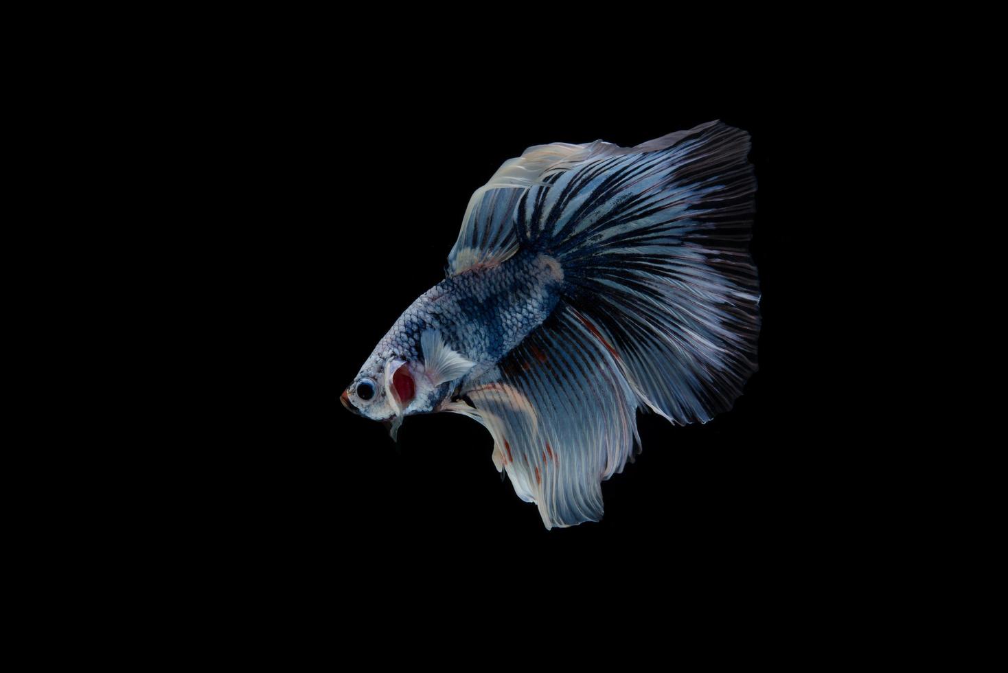 Beautiful colorful siamese betta fish photo