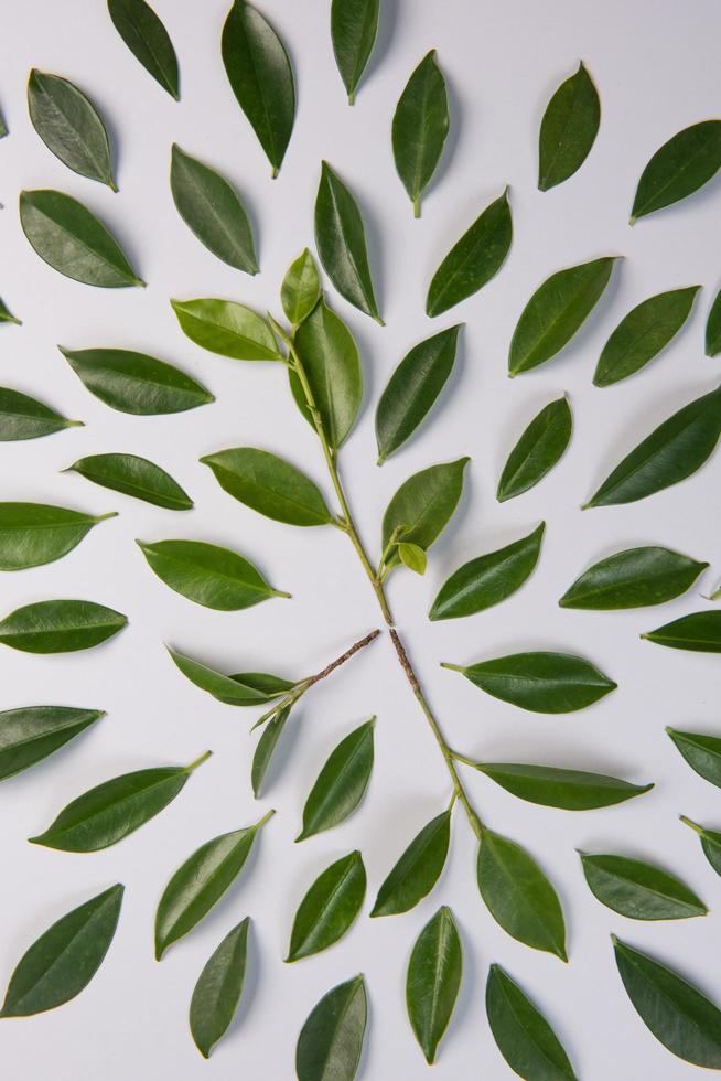 Leaves on white background photo