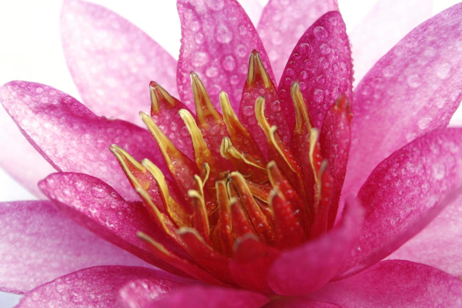 Pink flower with raindrops photo