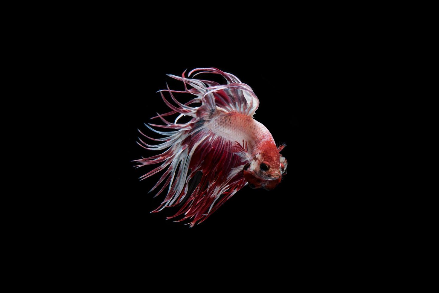 Hermoso colorido pez betta siamés foto