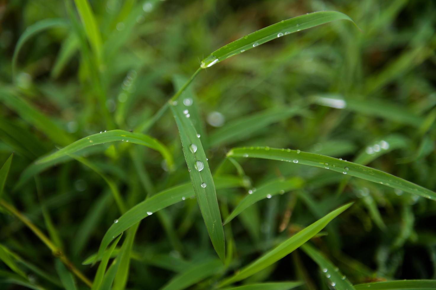 Leaves with drops of water with selective focus photo