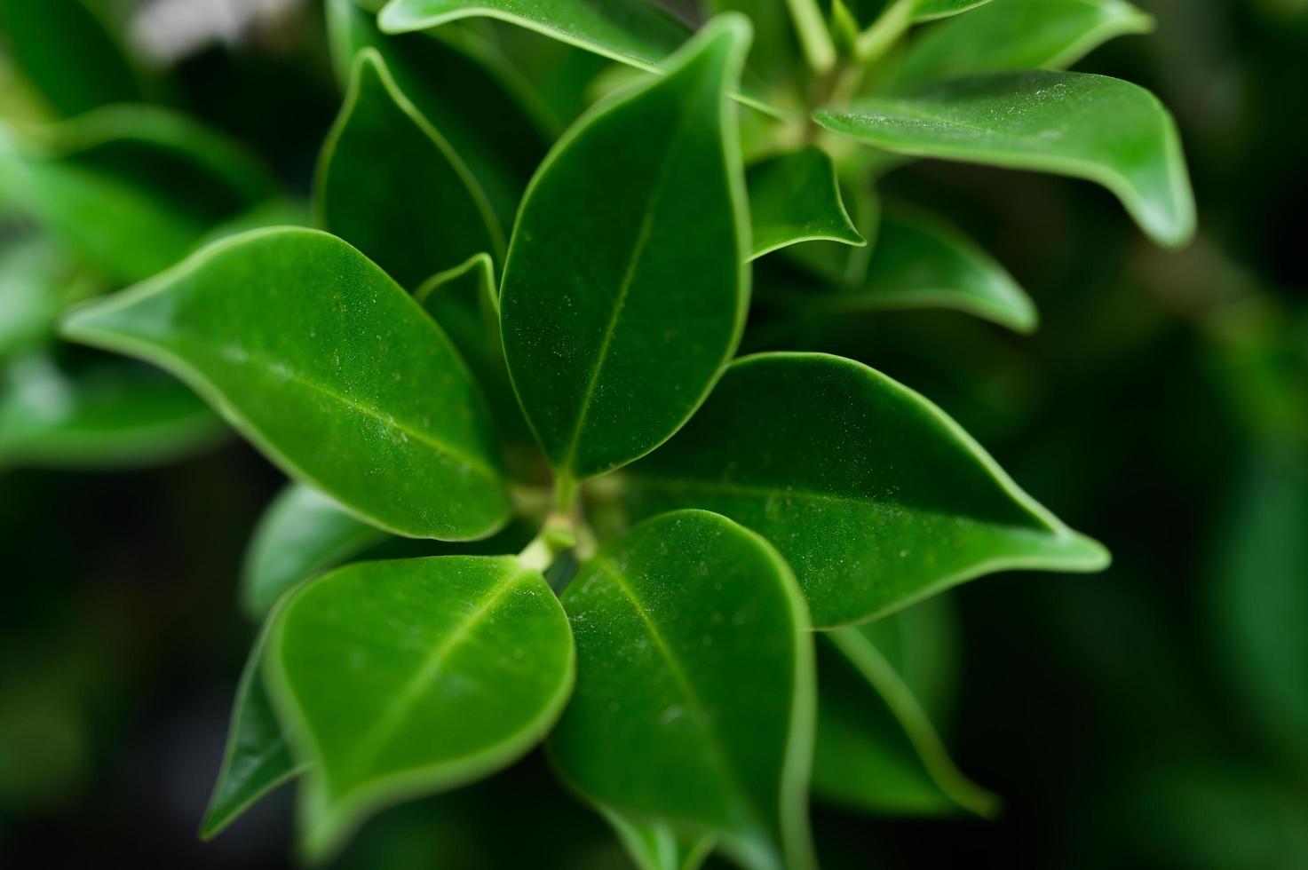 Dark green leaves for background photo