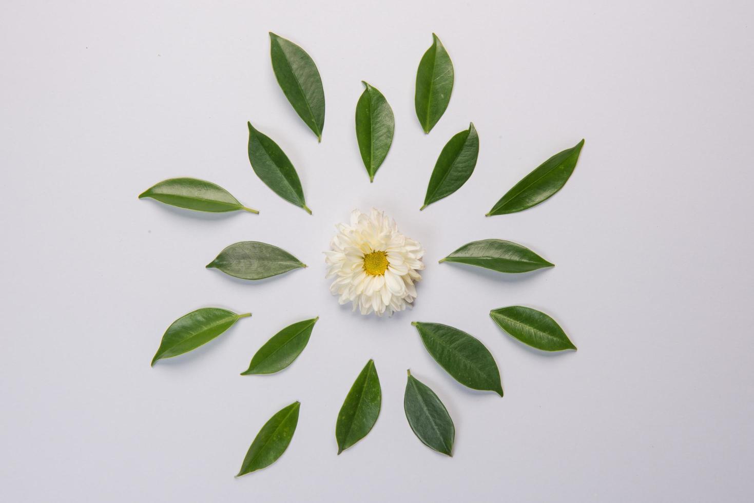Flower and leaves on white background photo