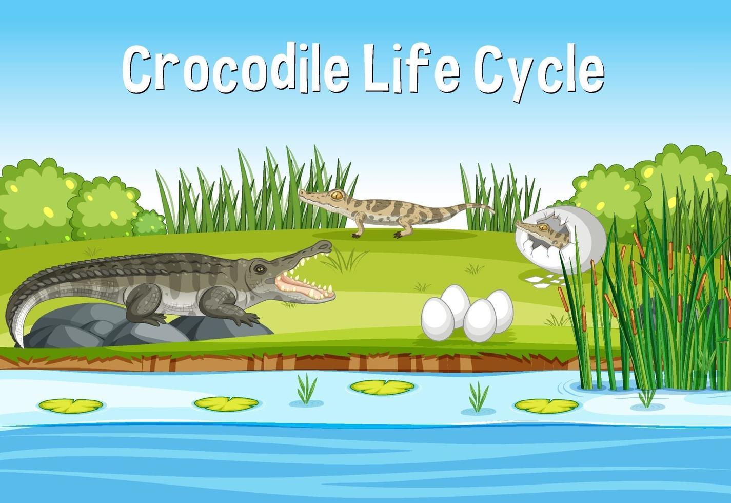 escena con ciclo de vida crocodie vector