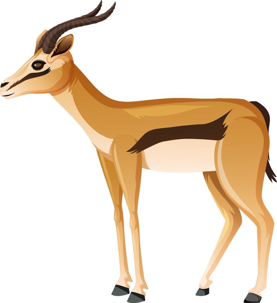 Impala en posición de pie sobre fondo blanco. vector