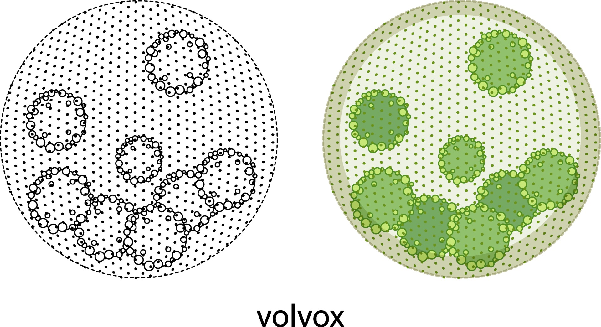 Volvox Diagram