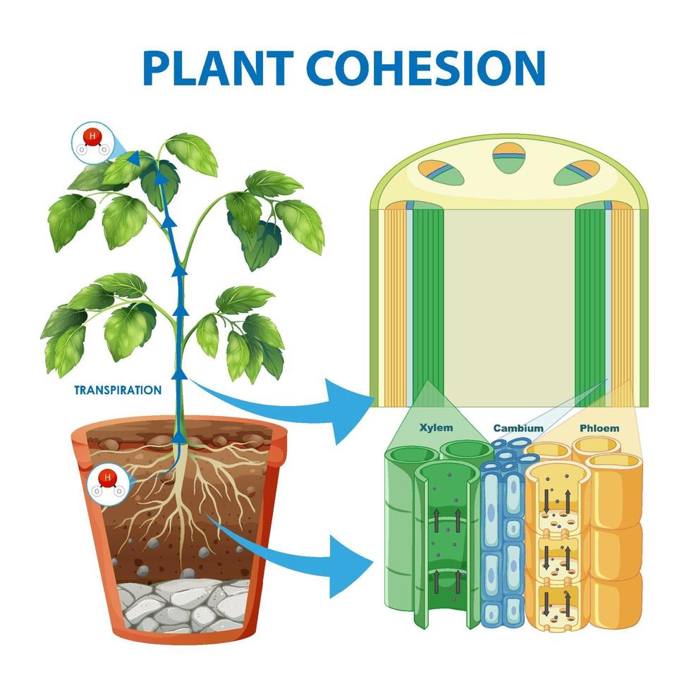 Diagram showing Plant Cohesion vector