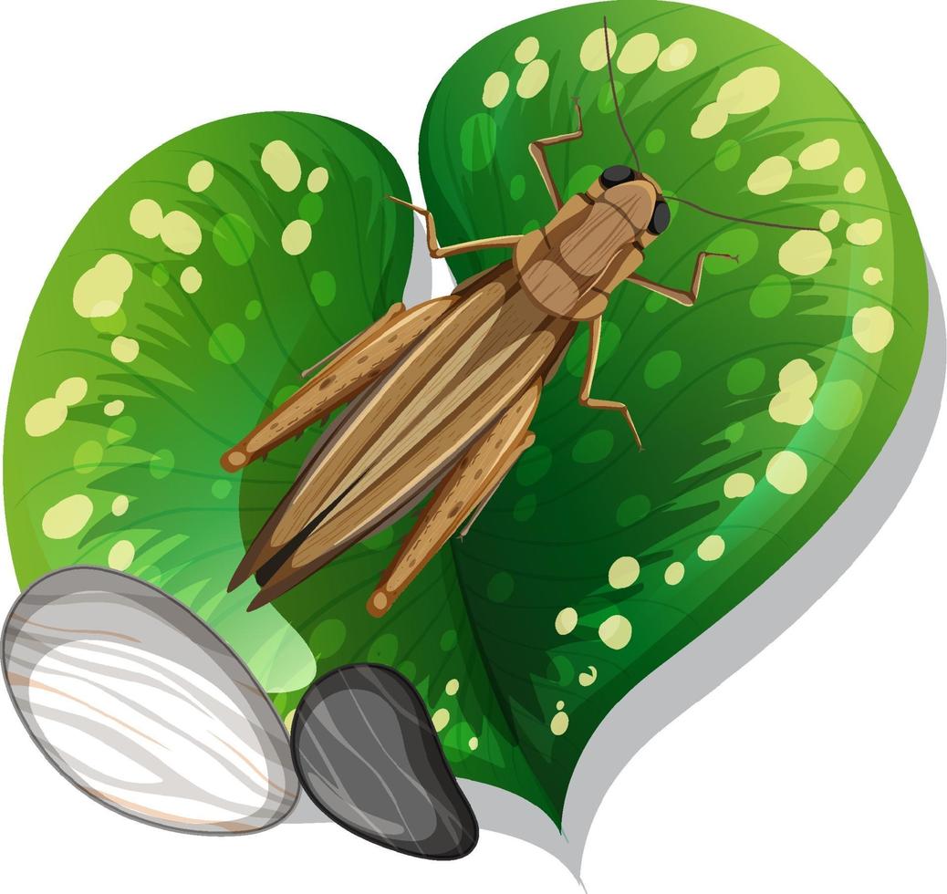 Top view of grasshopper on a leaf isolated vector