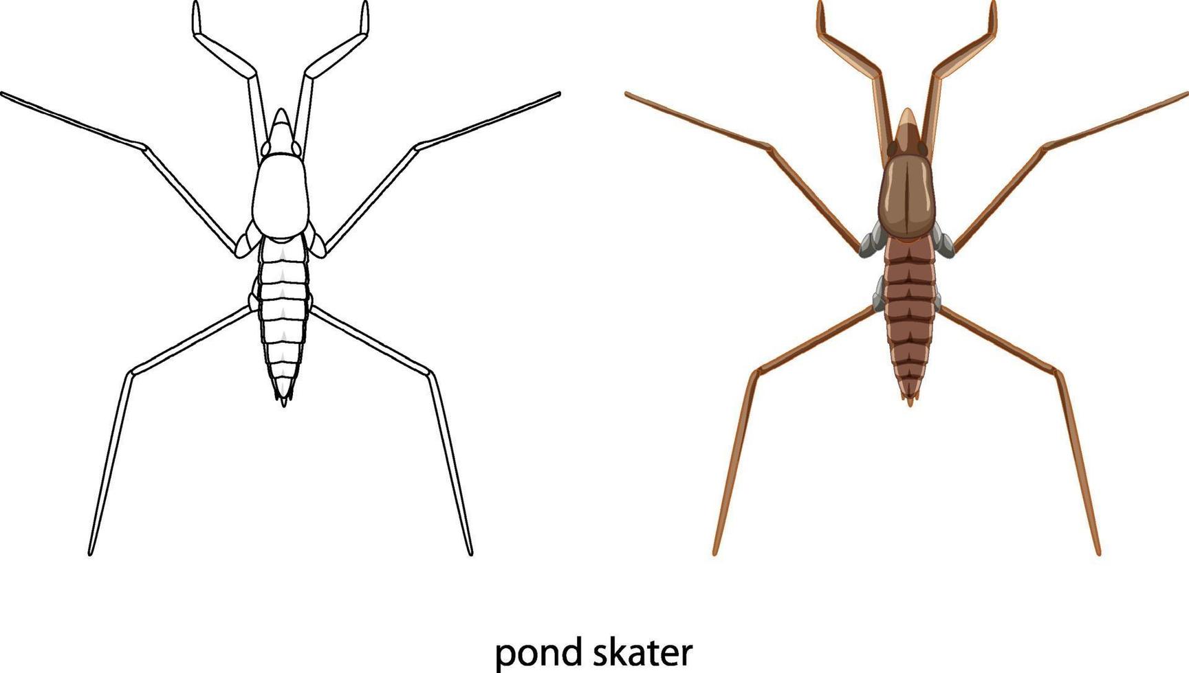 Pond skater in colour and doodle isolated vector