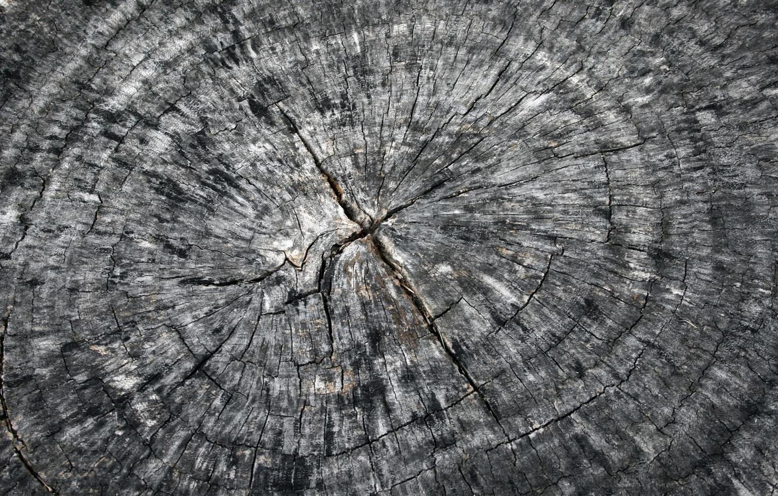 cortar tronco de árbol foto