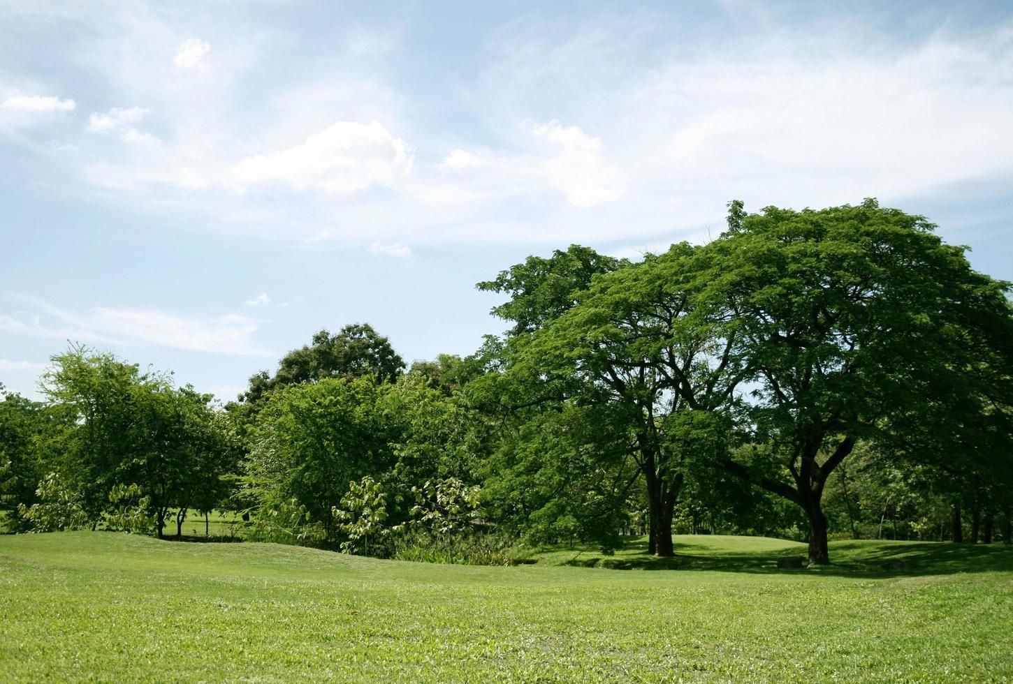 Idyllic green grass and trees photo