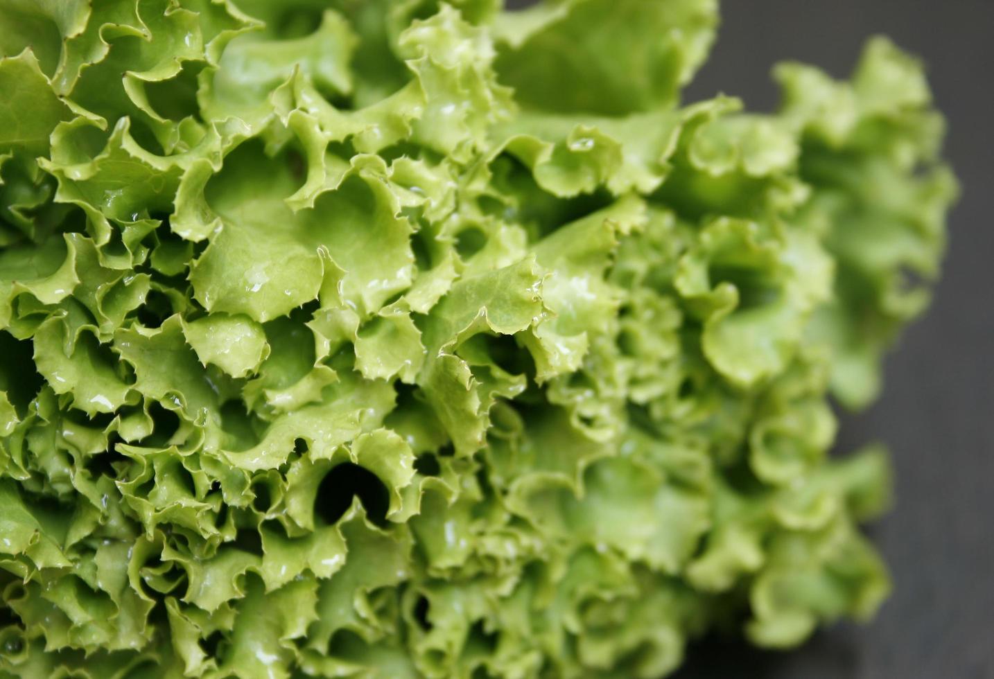 Fresh green lettuce close-up photo
