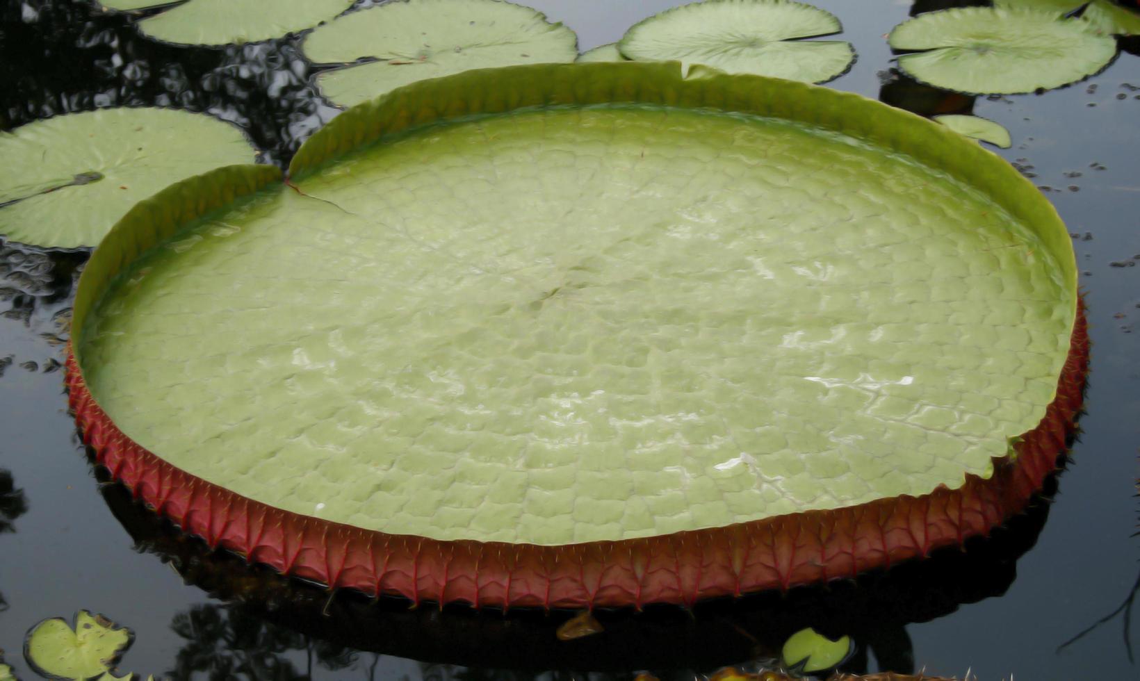 Lily pads in a pond photo