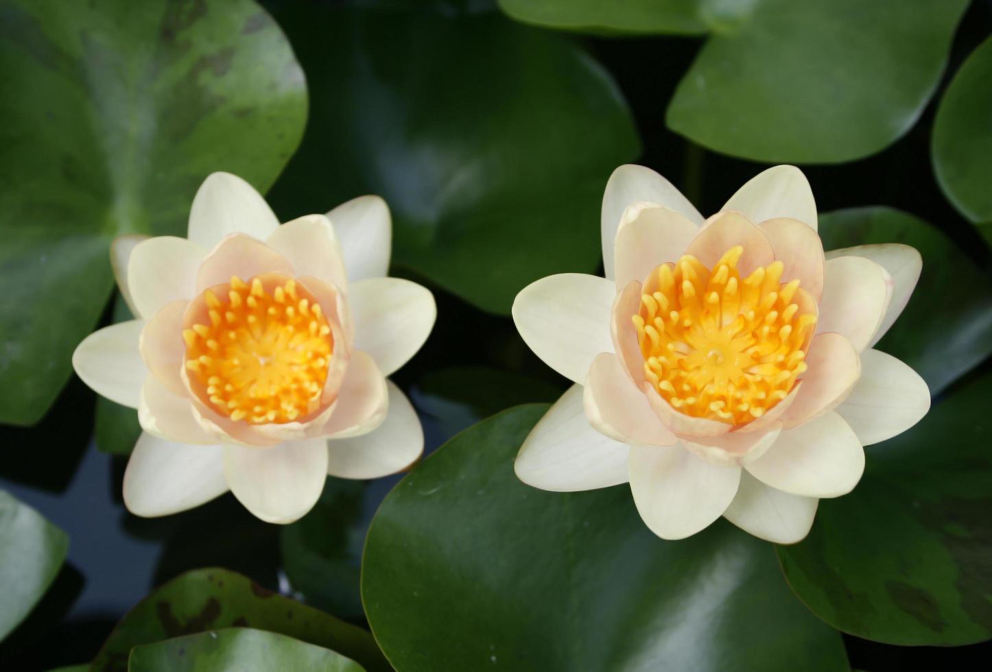 Two white lotus flowers photo