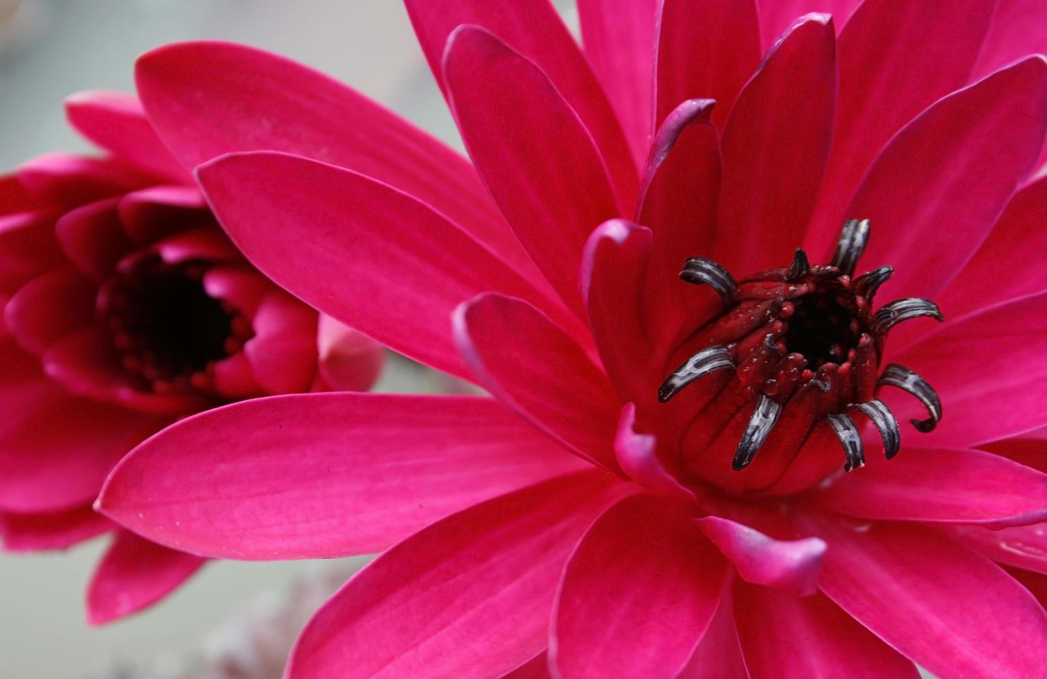 Bright pink lotus flowers photo