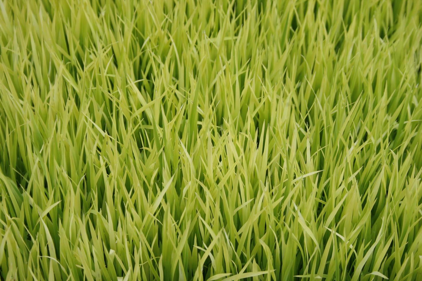 Light green grass photo