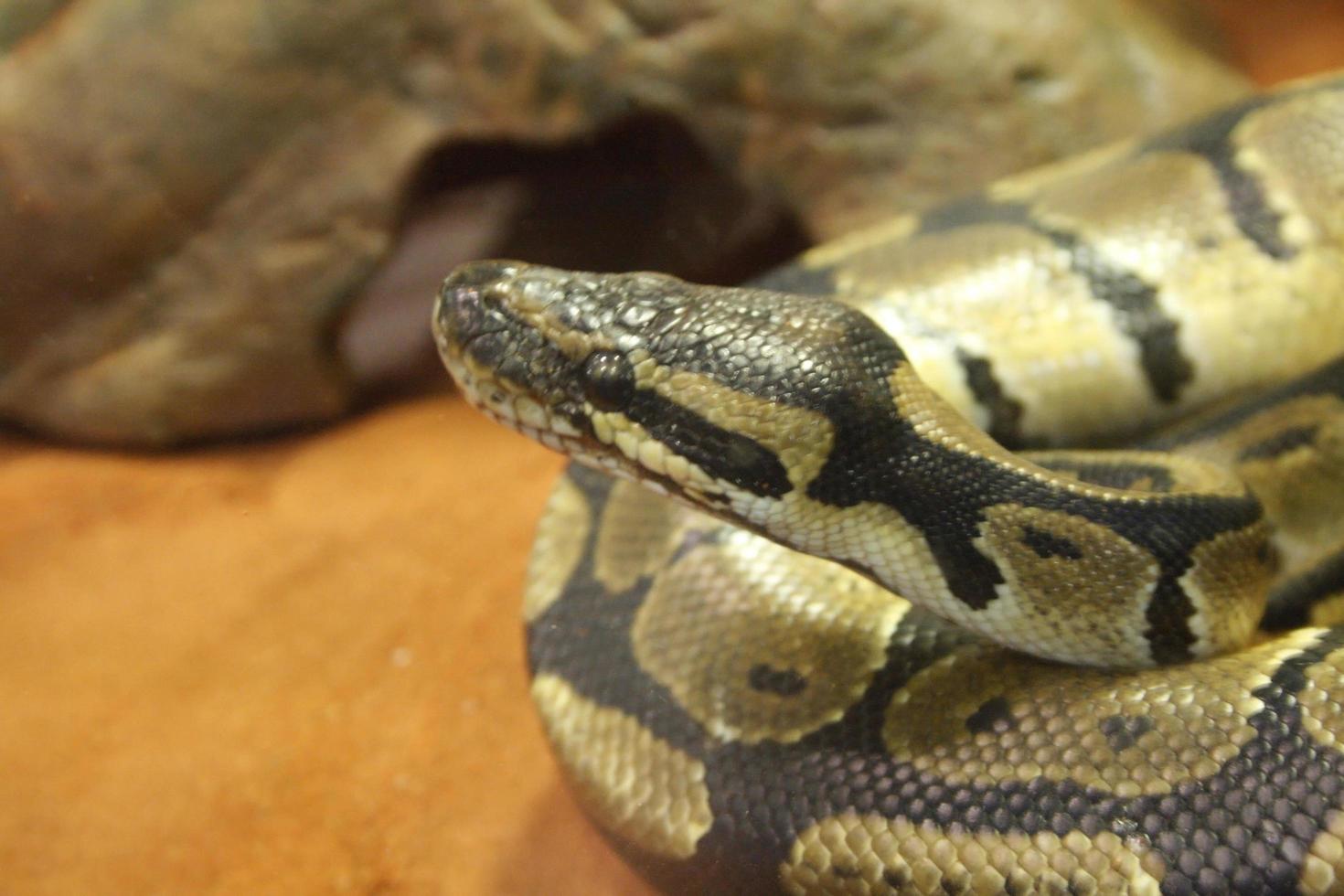 Ball python close-up photo
