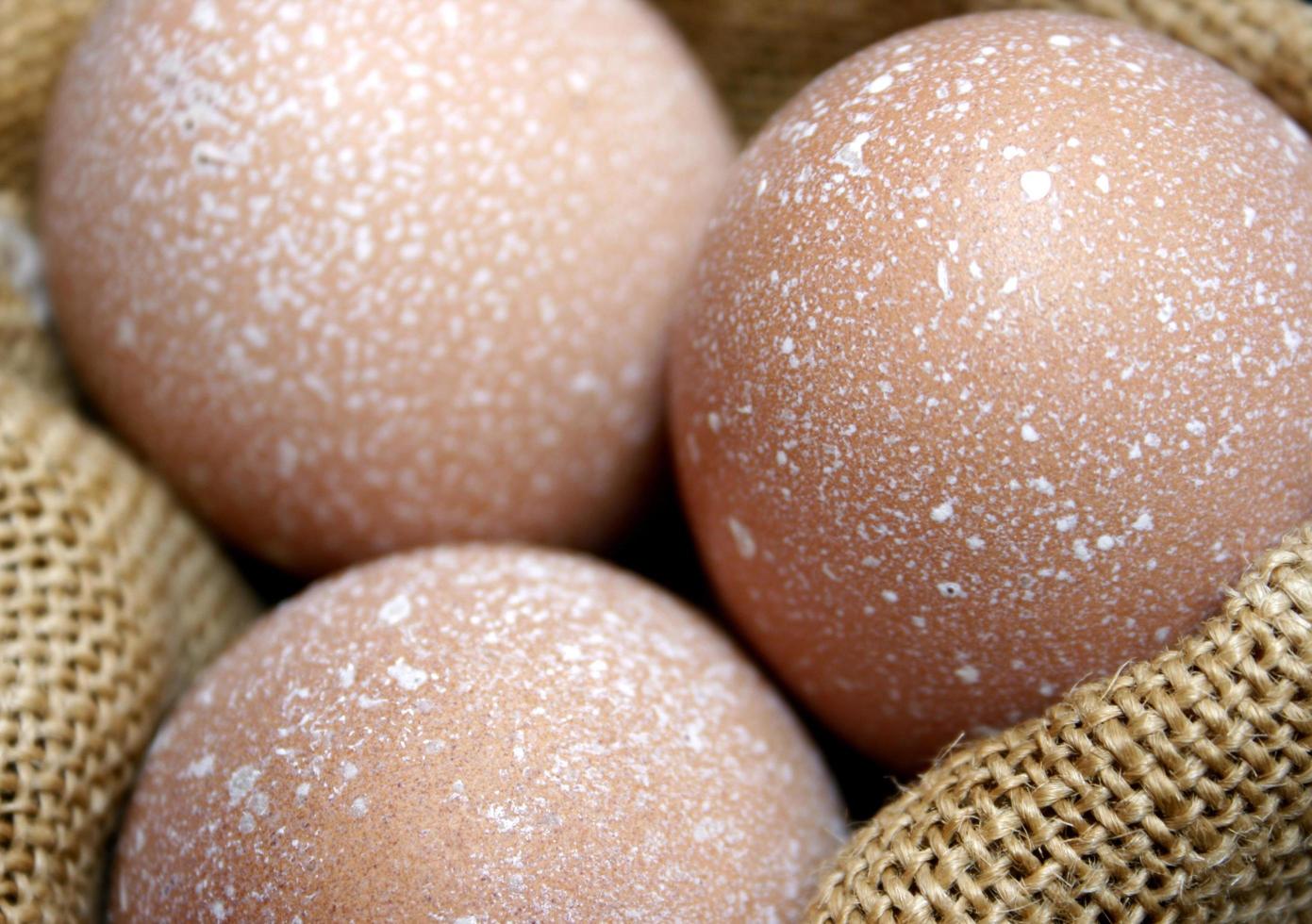 Brown speckled eggs photo