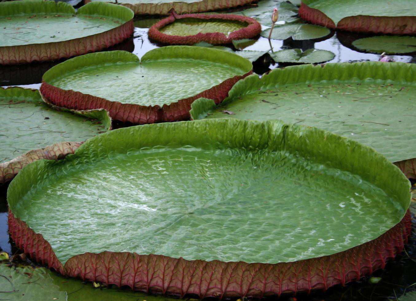 hojas de lirio verde foto