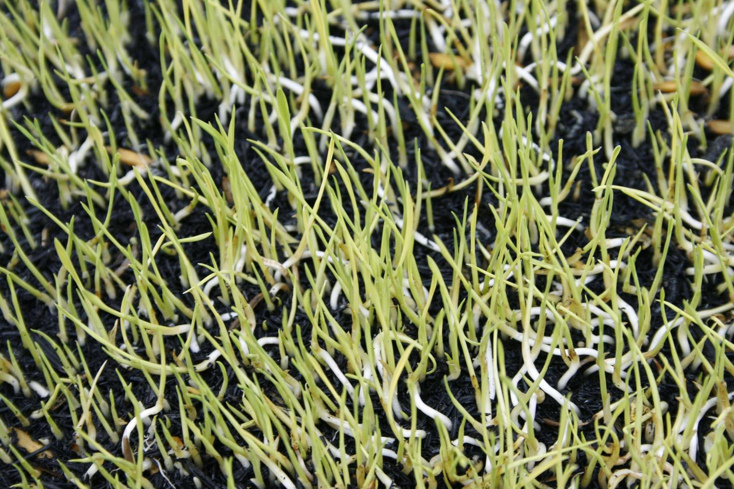 Group of rice seedlings photo