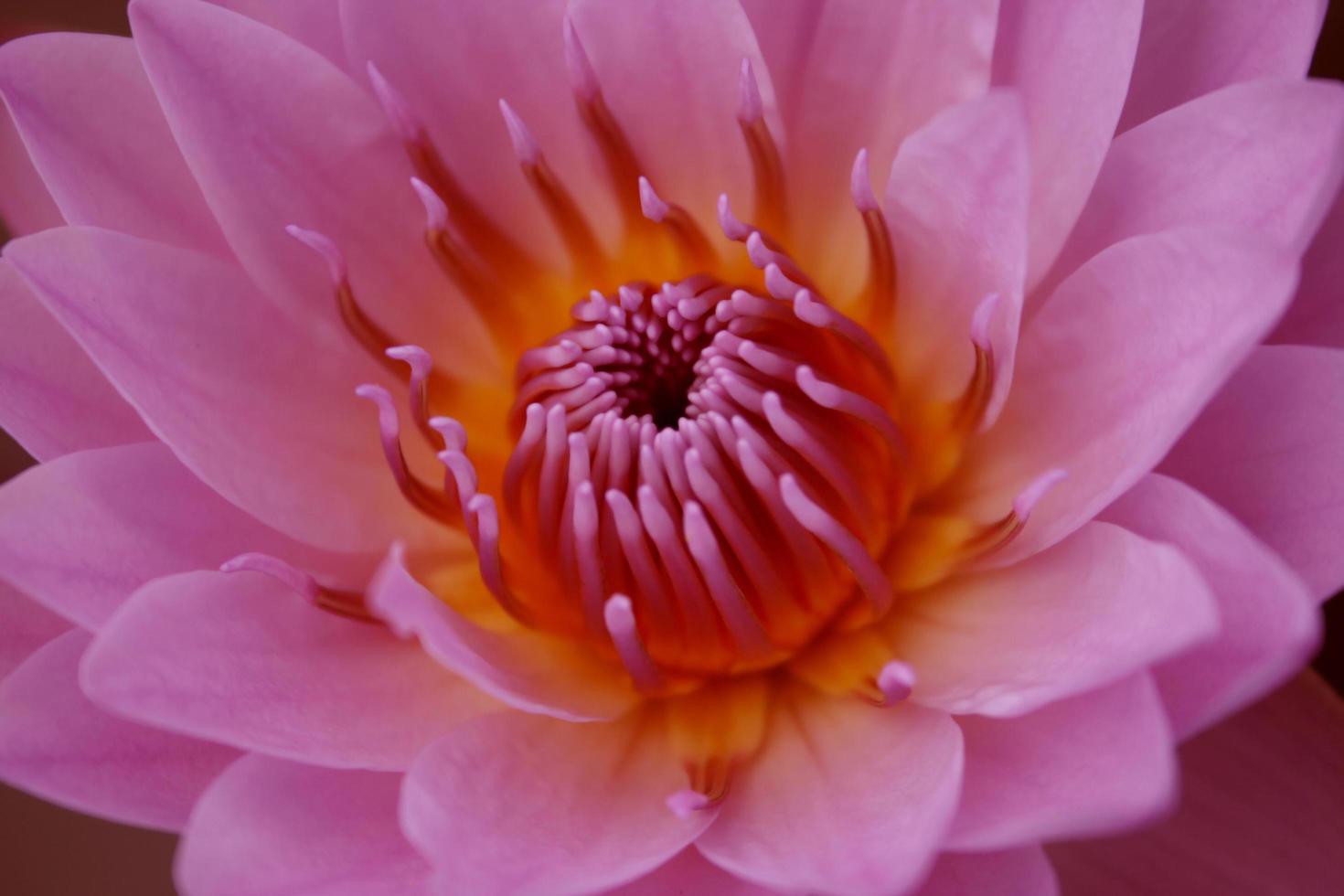 Pink and orange lotus flower photo