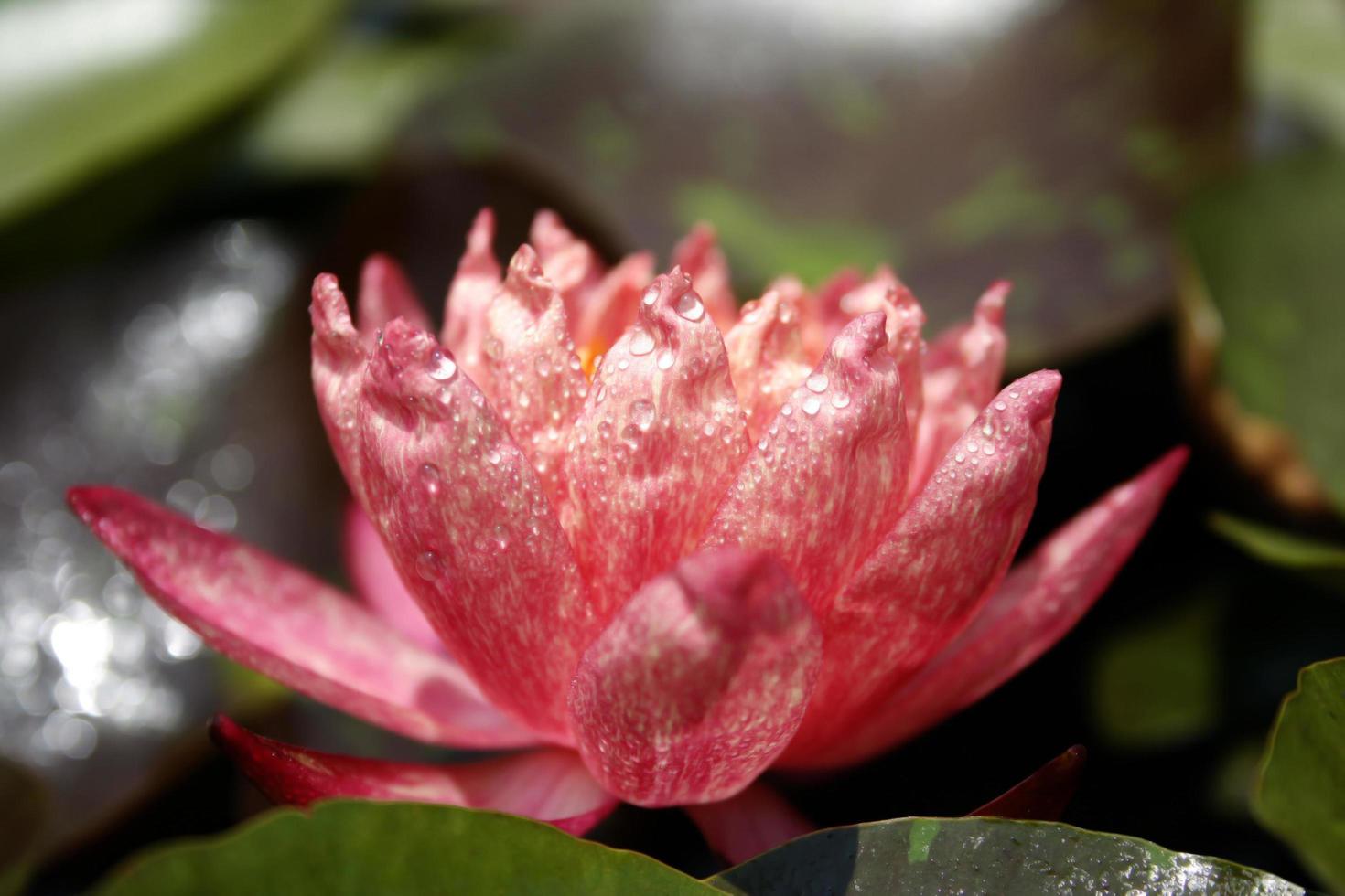 gotas de lluvia sobre una flor de loto foto