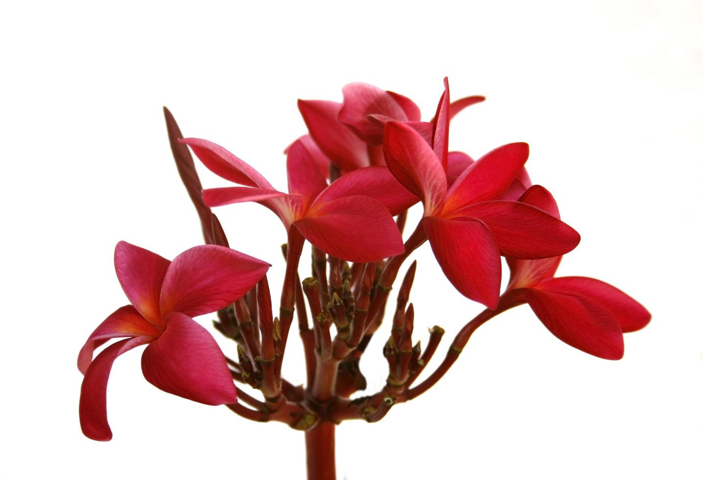 Red frangipani flowers photo