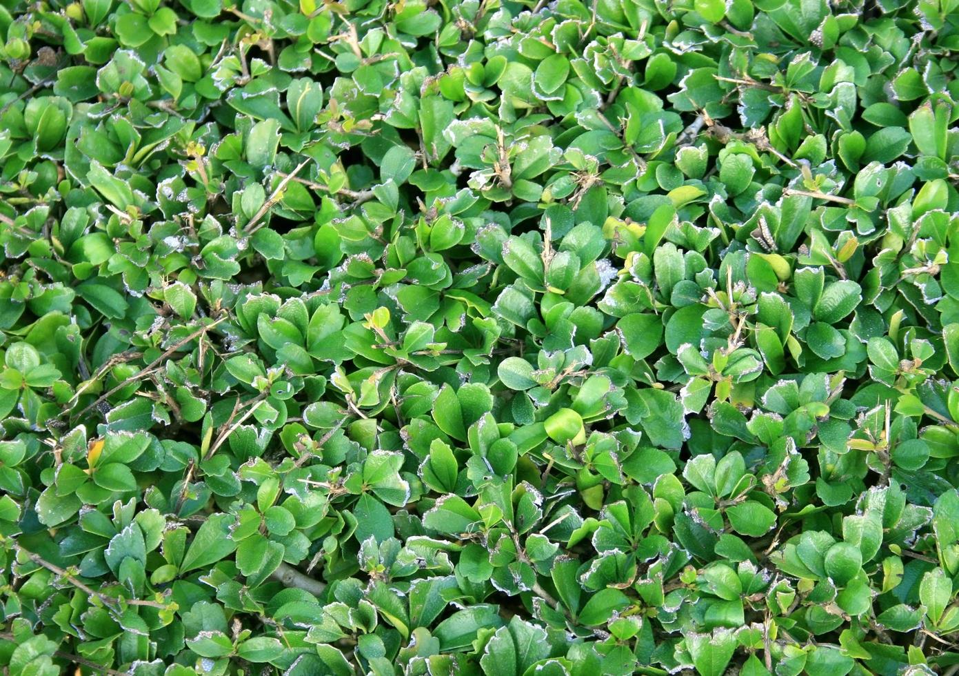 Green leaf wall photo