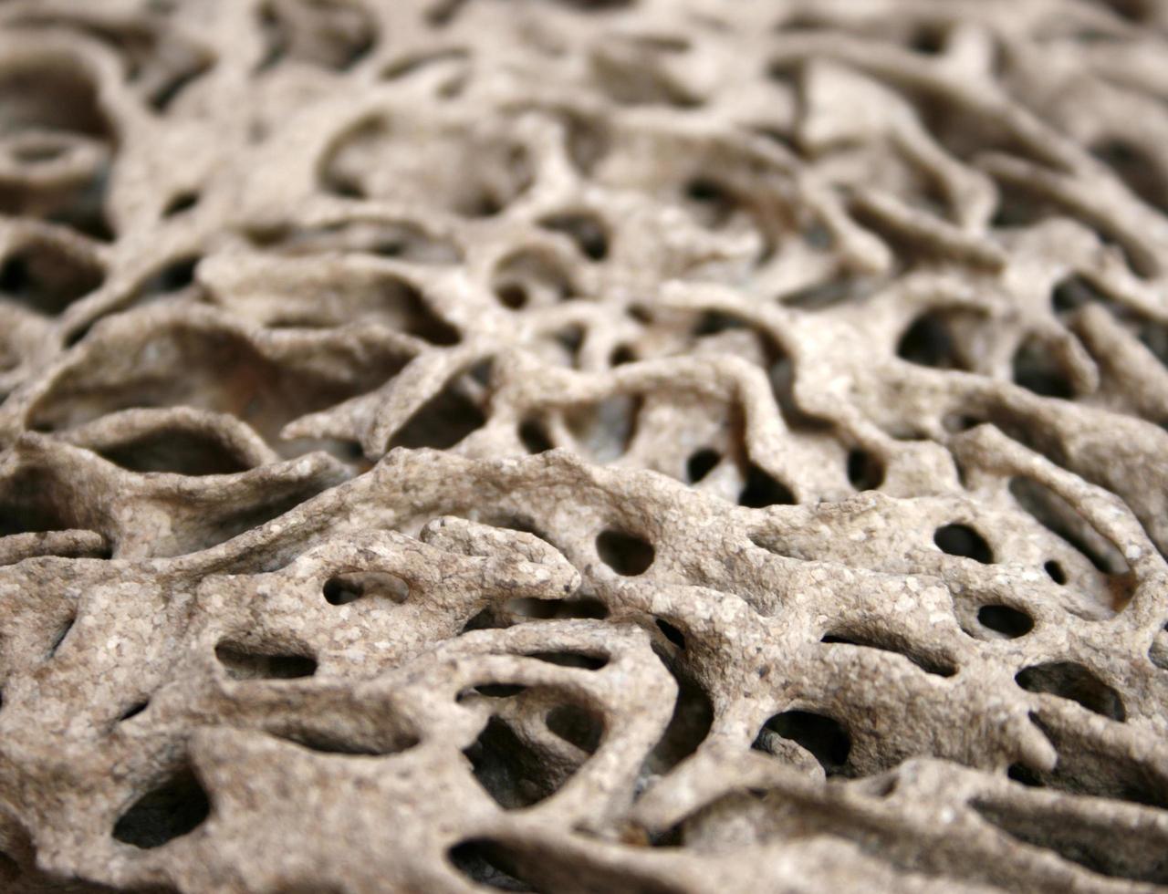 Close-up of termite tracks photo