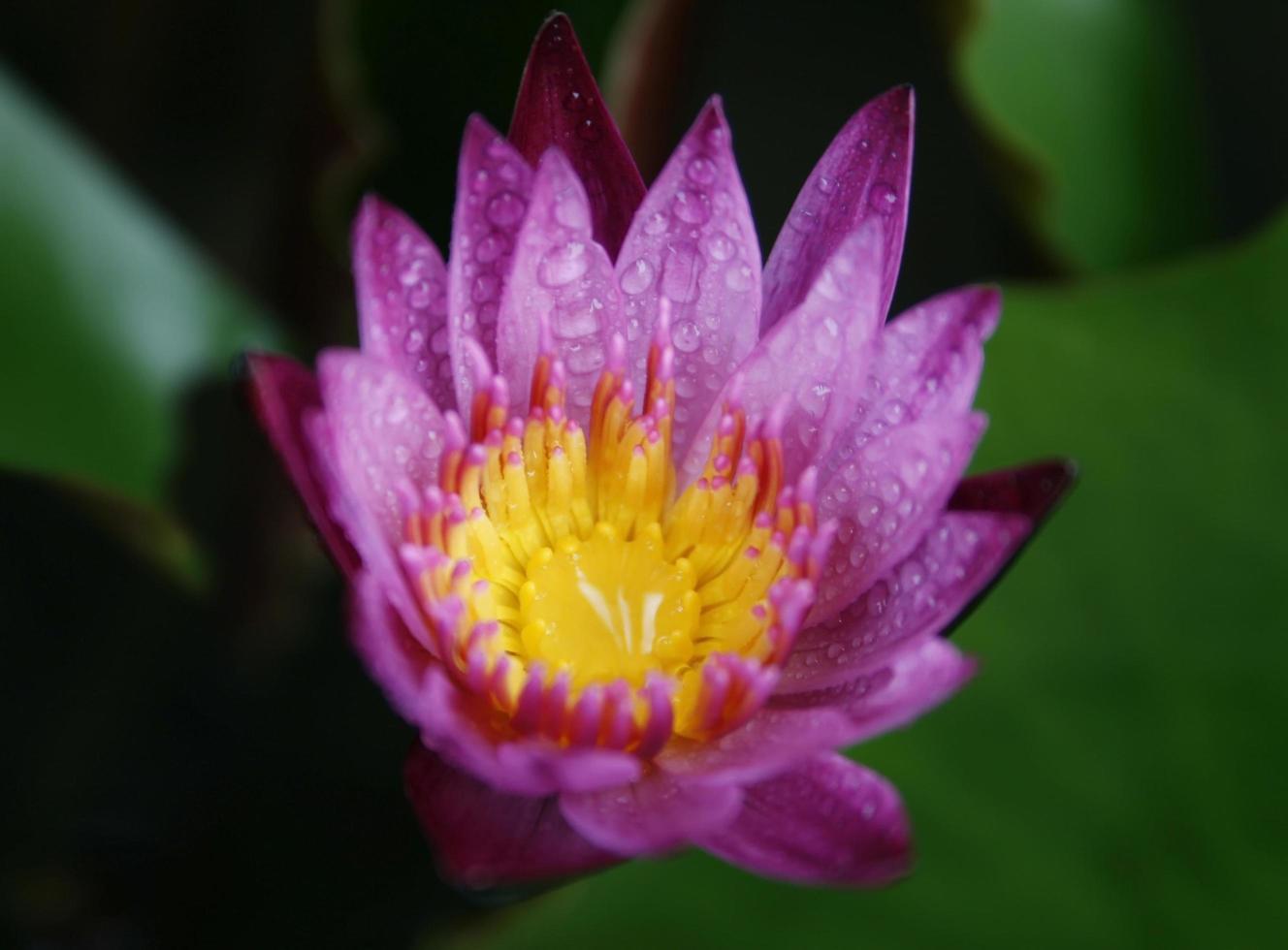 flor rosa y amarilla con gotas de lluvia foto