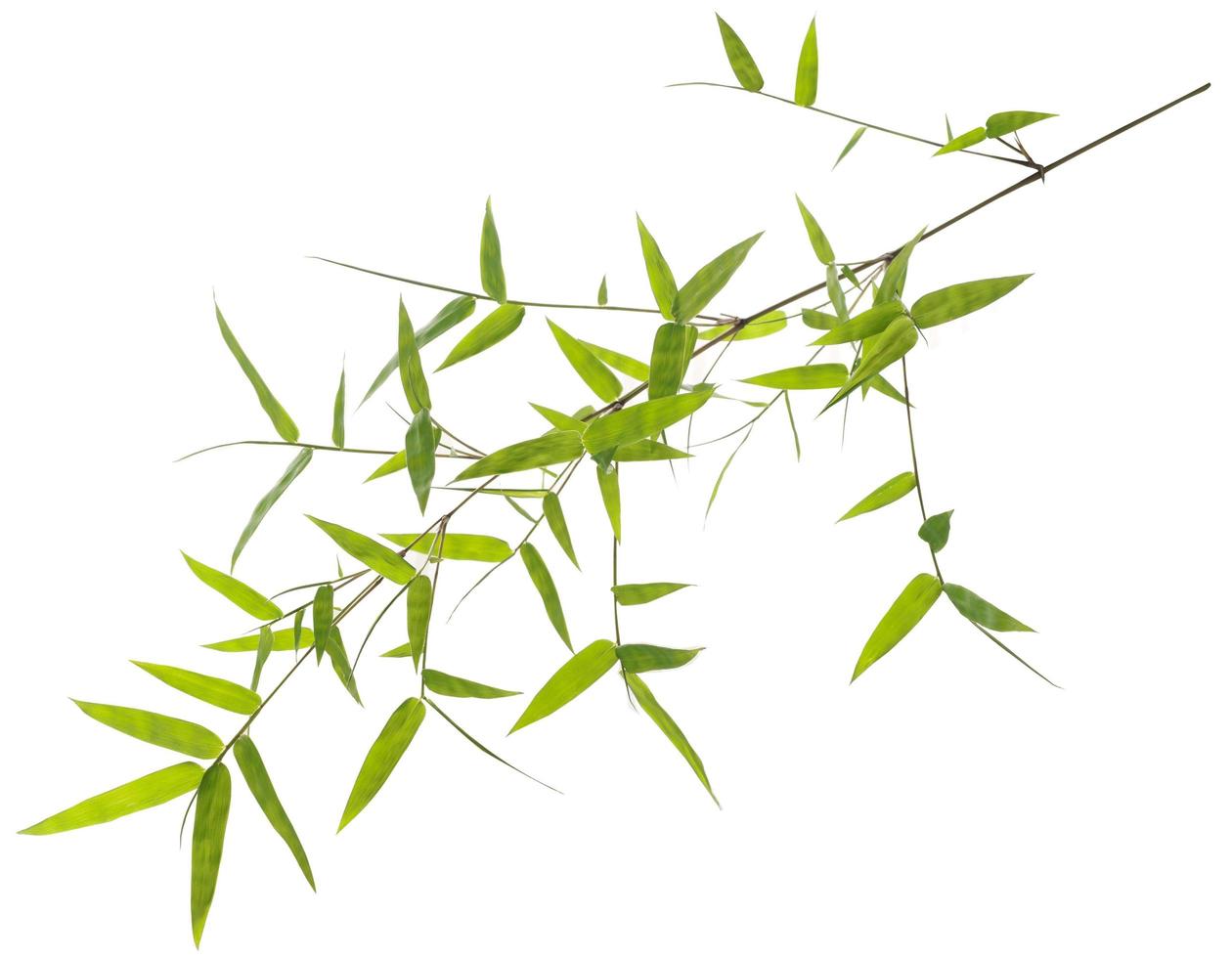 hojas de bambú verde aisladas sobre fondo blanco foto