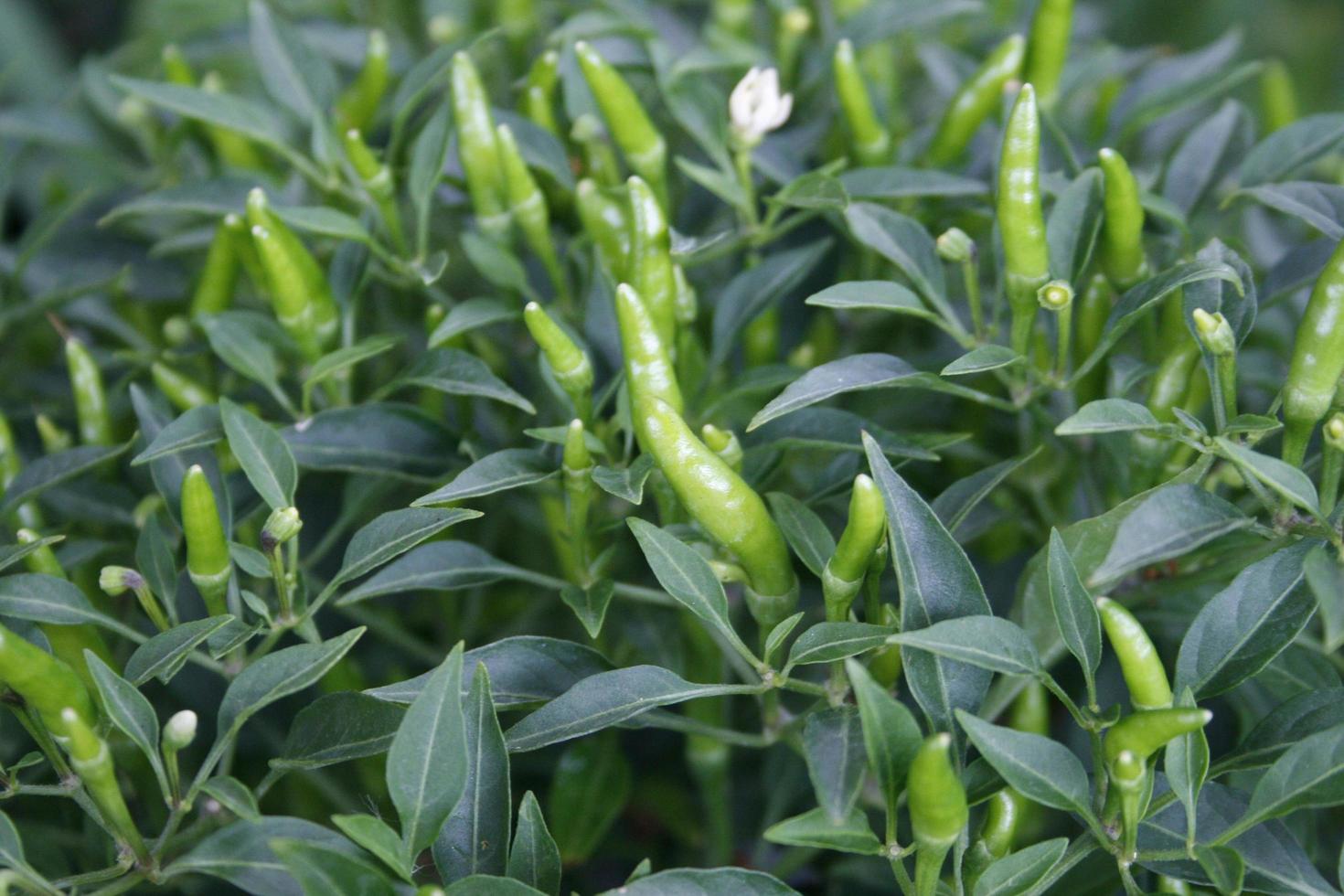 chiles verdes foto