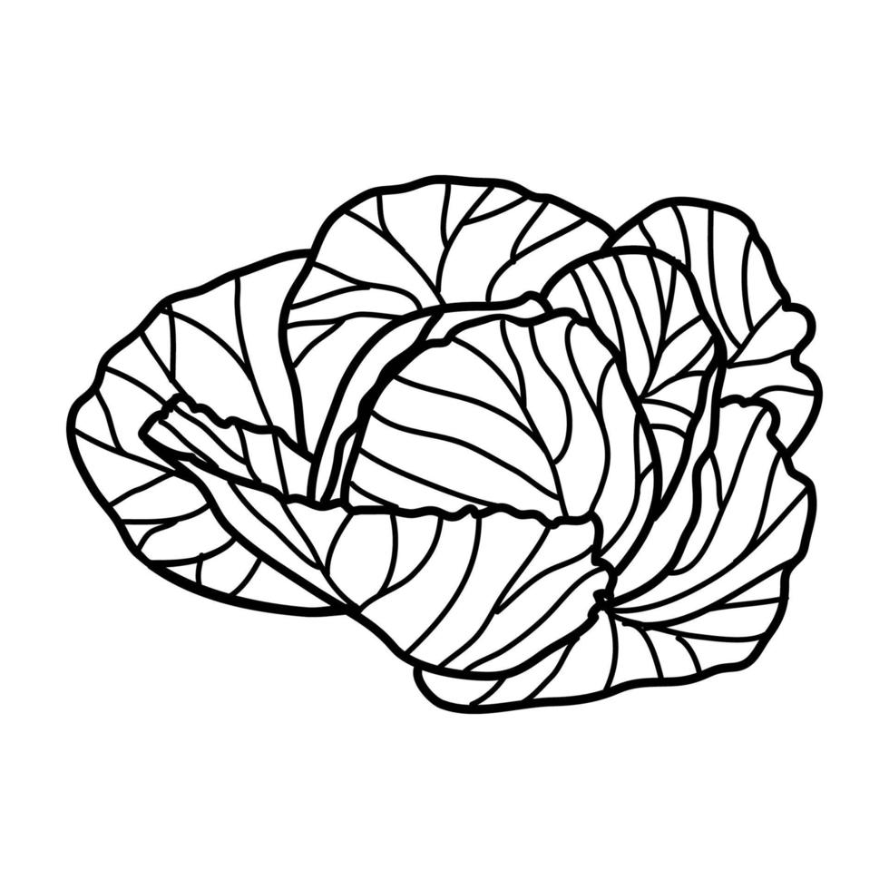 Cabbage Tropical Icon. Doodle Hand Drawn or Outline Icon Style vector