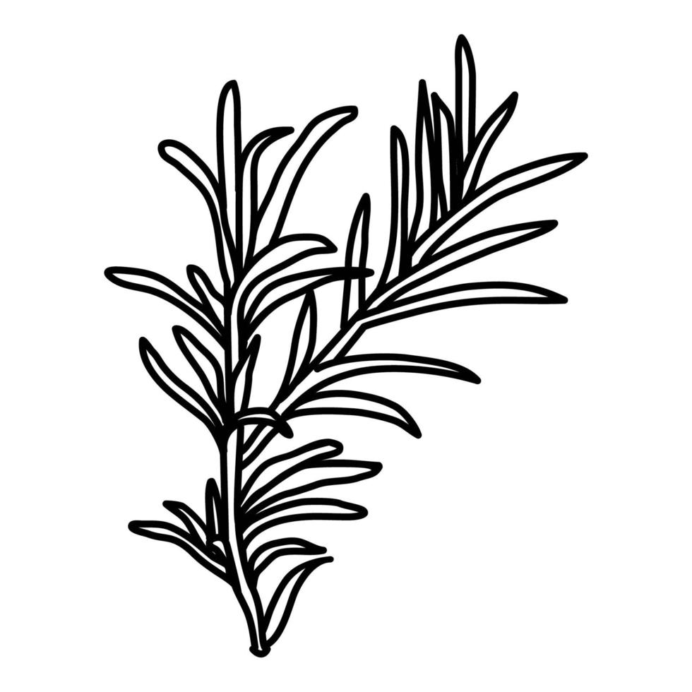 Rosemary Icon. Doodle Hand Drawn or Outline Icon Style vector