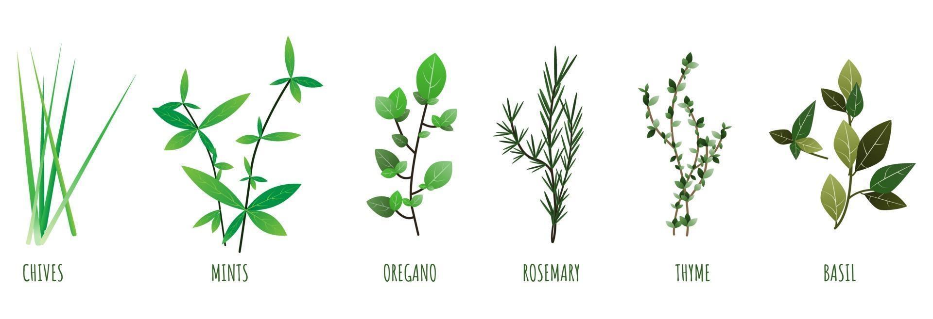 Herb illustration of chives, mints, oregano, rosemary, basil and thyme vector illustration.