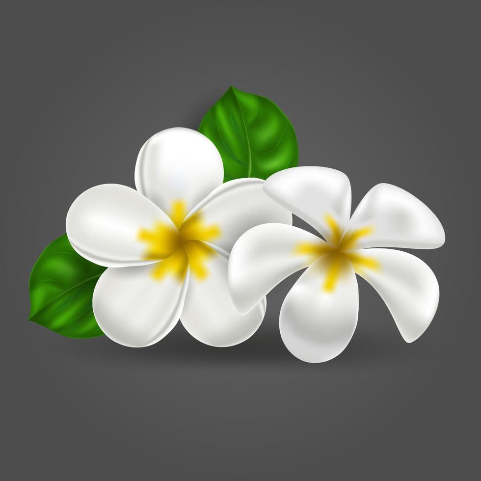 Vector realistic tropical hawaiian flower plumeria. White-yellow isolated object frangipani on a dark background. Summer paradise. Botanical nature illustration