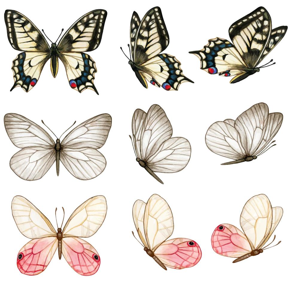 Beautiful watercolor butterfly collection in different positions vector