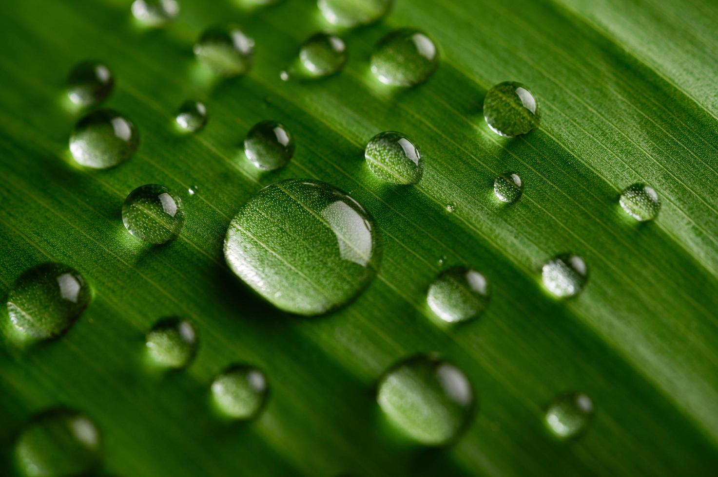 Many droplets of water on banana leaves photo