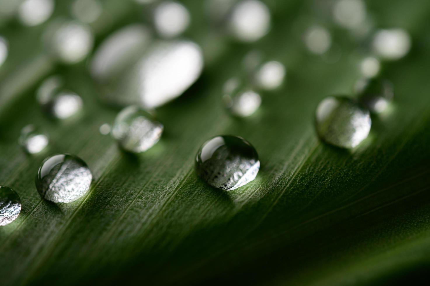 muchas gotas de agua sobre hojas de plátano foto